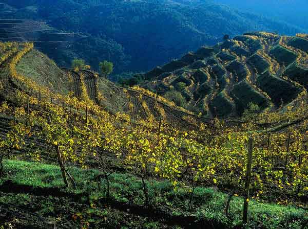 Vineyard sites at Clos Mogador