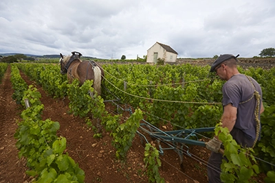 Joseph Drouhin - ploughing the vineyards