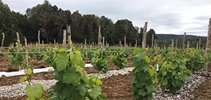 Vineyards at Montes Wines