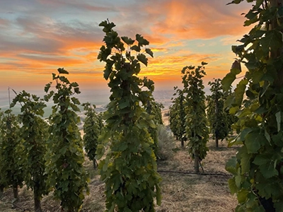 grapevines at weathereye vineyard