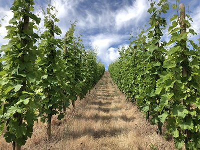 plantation at weathereye vineyard