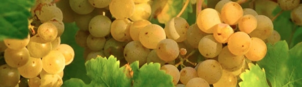 roussanne grape varietal