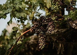 Hoopes Vineyard - harvest time