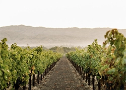 Hoopes Vineyard - in the vineyards