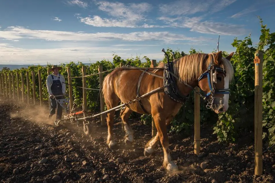 Horsepower Vineyards