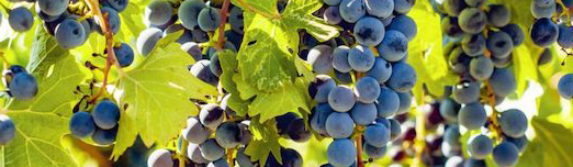 The Cabernet Sauvignon Shiraz grape