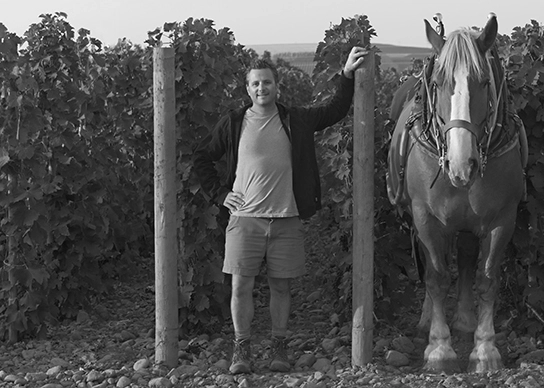 horsepower vineyards - in the vineyards with Christophe Baron