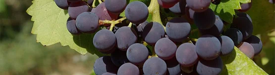 cabernet carignan grenache grape varietal