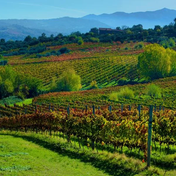 mastroberardino winery website