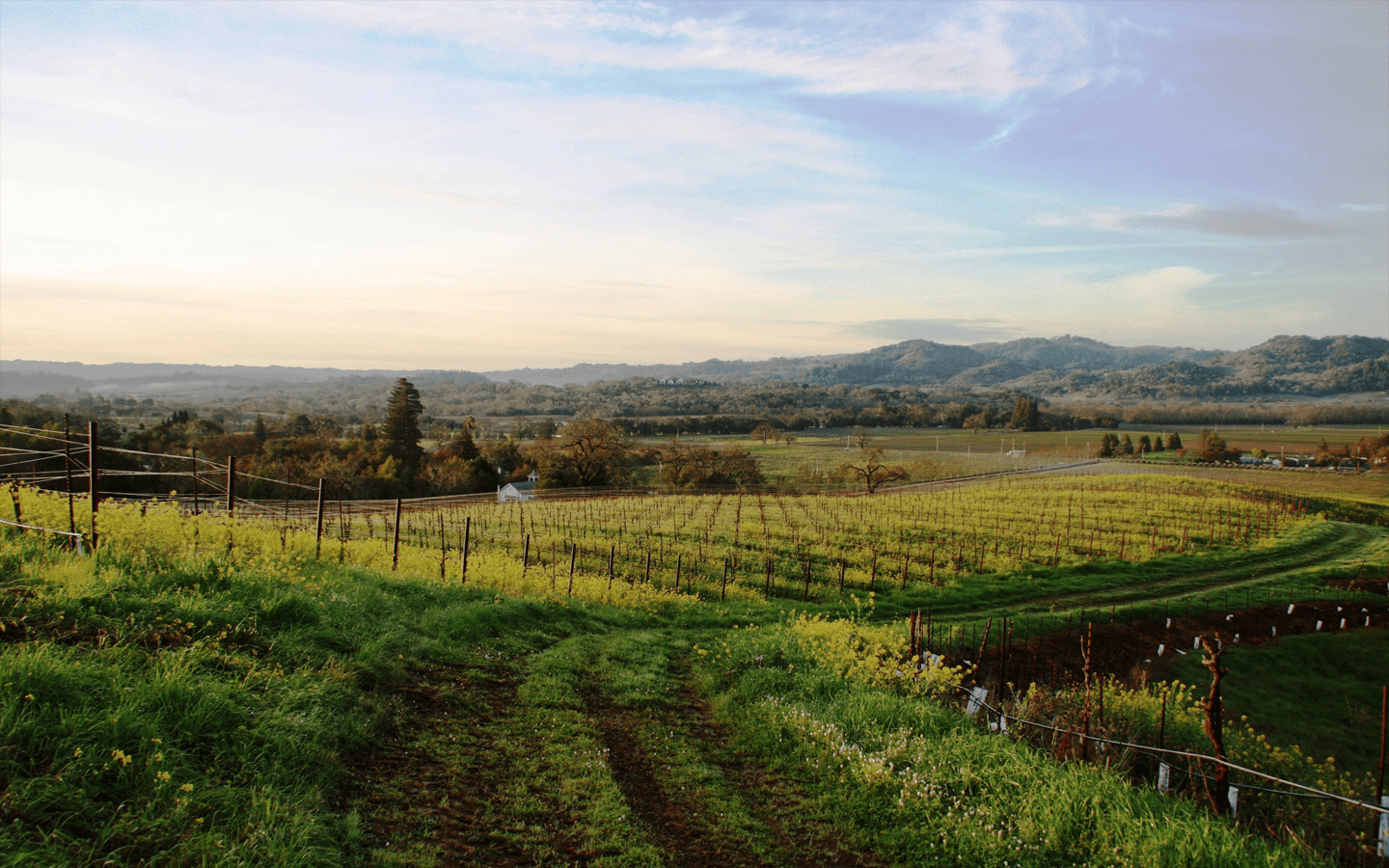 alexander valley vineyards chardonnay
