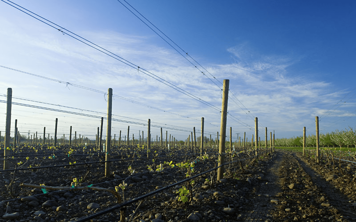 cayuse vineyard