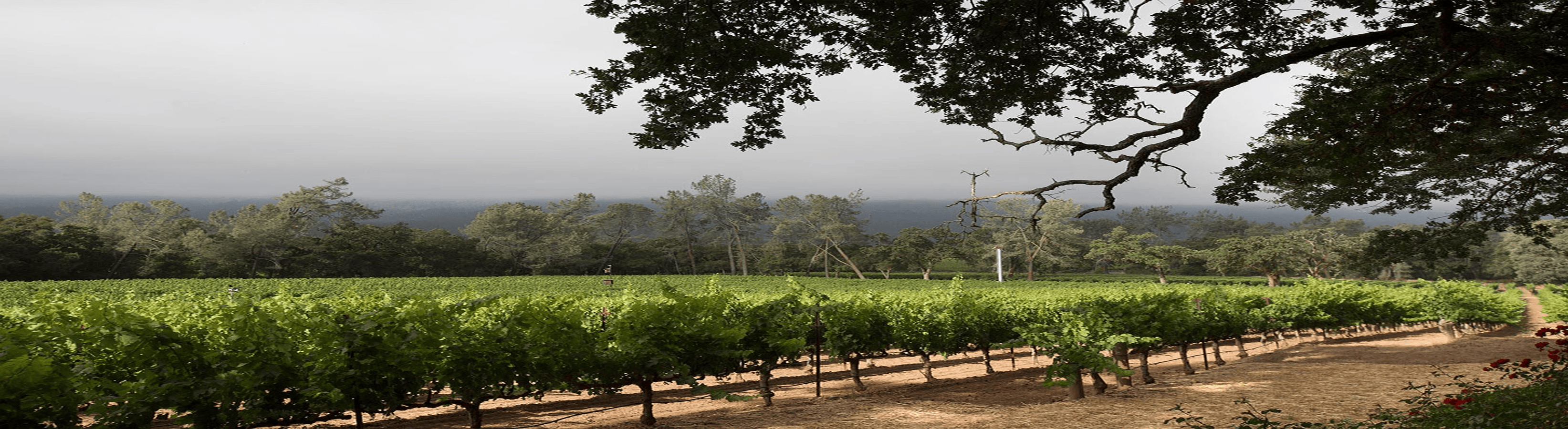 hourglass estate wines