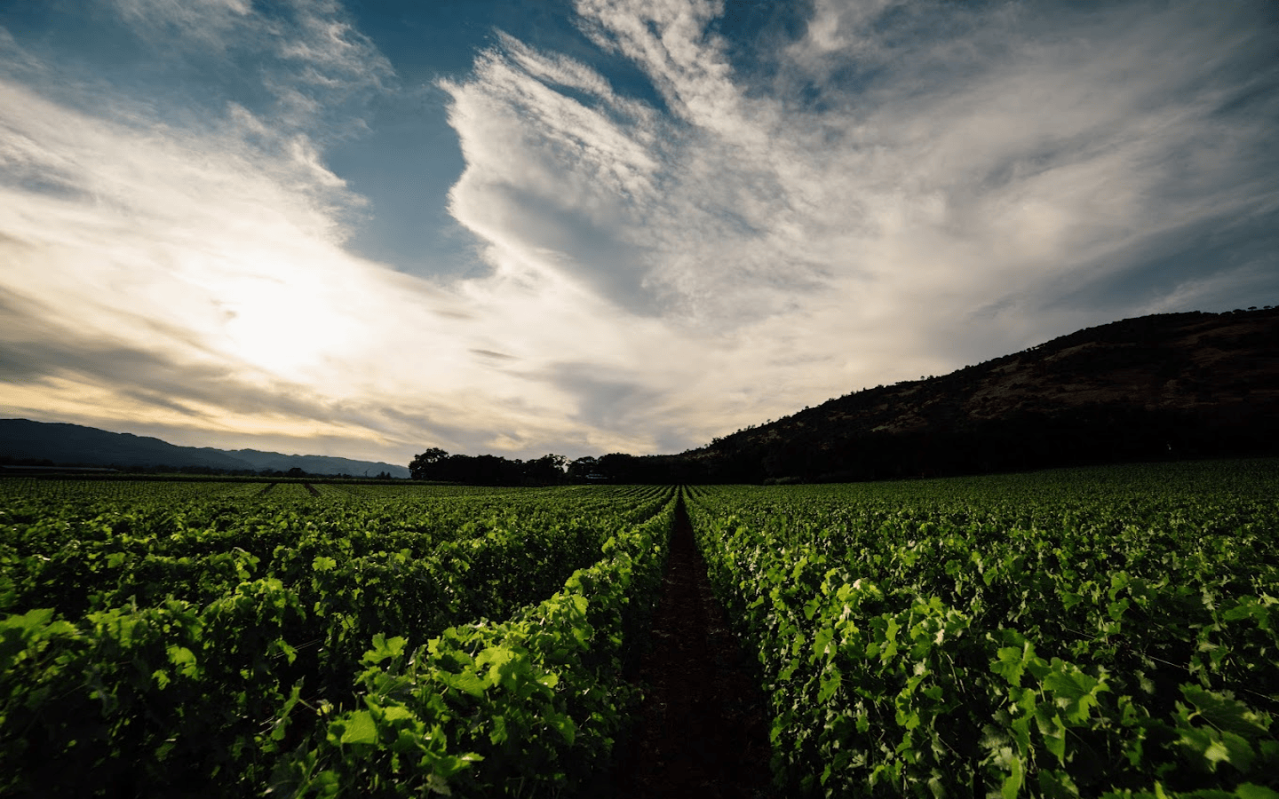 rudd winery and vineyards